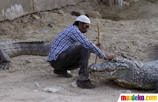 Foto : Mengenal buaya-buaya suci di Kuil Sakhi Sultan 