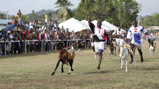 Kemeriahan balapan kambing tahunan di Trinidad dan Tobago