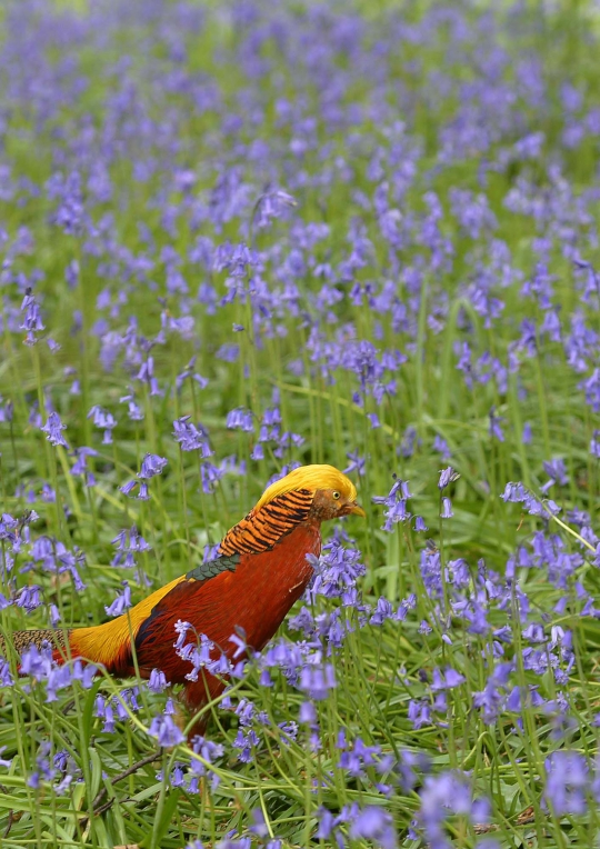 Kemilau burung emas Pheasant di Taman Royal Botanic Kew