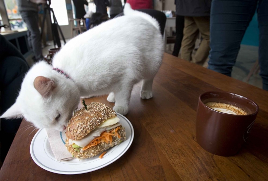 Lucunya kucing-kucing temani para pengunjung kafe di New York