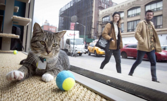 Lucunya kucing-kucing temani para pengunjung kafe di New York