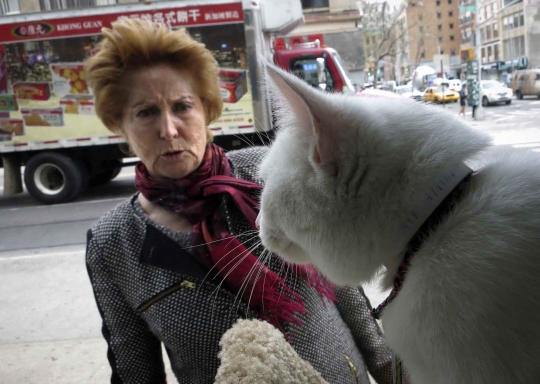 Lucunya kucing-kucing temani para pengunjung kafe di New York