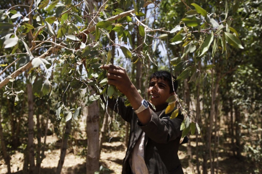 Kisah anak-anak di Yaman berprofesi sebagai petani daun khat