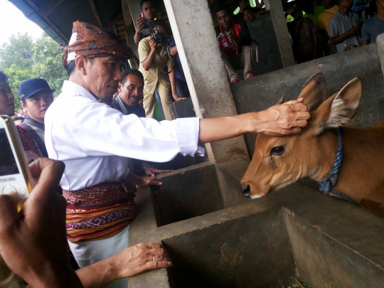 Tingkatkan pasokan sapi di Jakarta, Jokowi rangkul Gubernur NTT