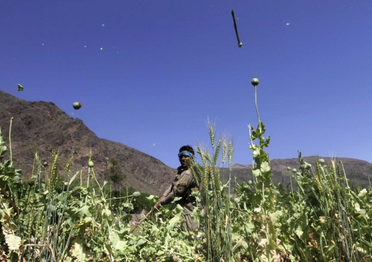 Ini cara polisi Afghanistan musnahkan ladang opium