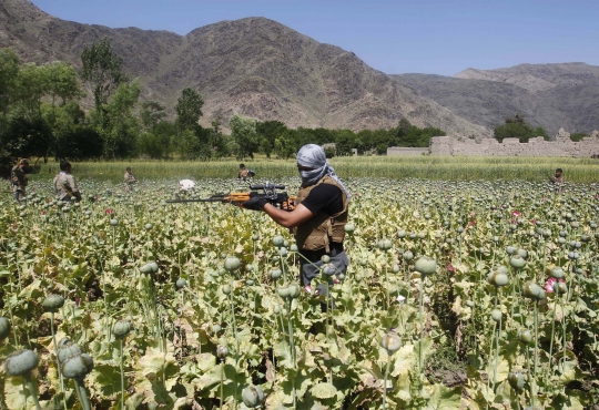 Ini cara polisi Afghanistan musnahkan ladang opium