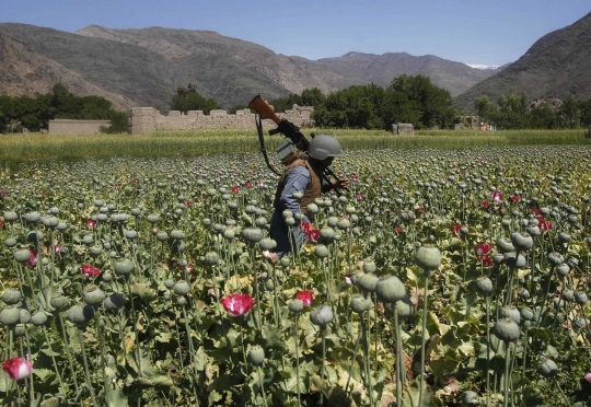 Ini cara polisi Afghanistan musnahkan ladang opium