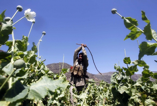 Ini cara polisi Afghanistan musnahkan ladang opium