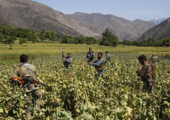 Ini cara polisi Afghanistan musnahkan ladang opium