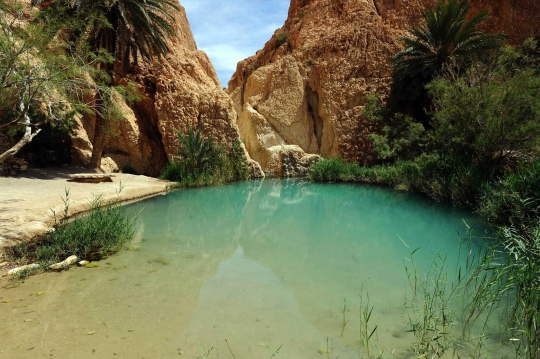 Menikmati kesegaran wisata oasis di tengah padang pasir Chibika