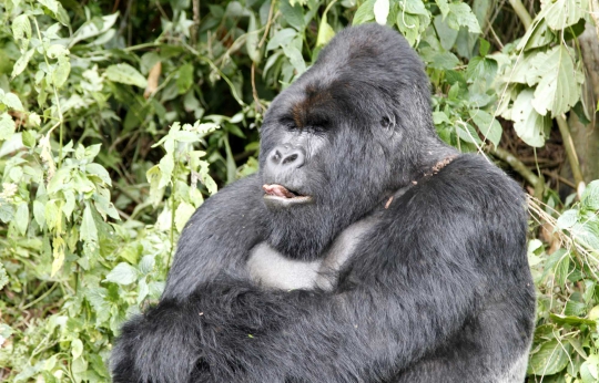Meratapi kehidupan kawanan gorila gunung Kongo dari kepunahan