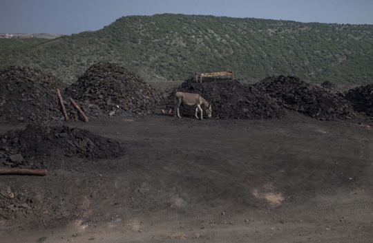 Jerih payah keledai pengangkut batu bara di Pakistan