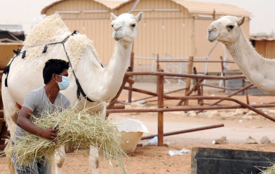 Menengok nasib pedagang unta di Arab pasca-merebaknya virus MERS