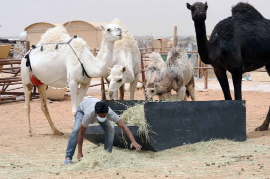 Menengok nasib pedagang unta di Arab pasca-merebaknya virus MERS