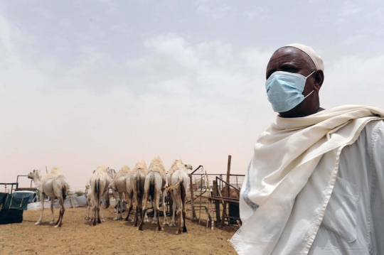 Menengok nasib pedagang unta di Arab pasca-merebaknya virus MERS