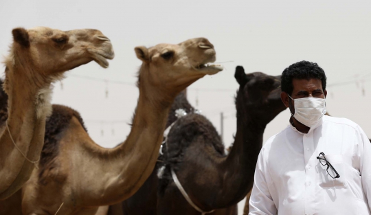 Menengok nasib pedagang unta di Arab pasca-merebaknya virus MERS