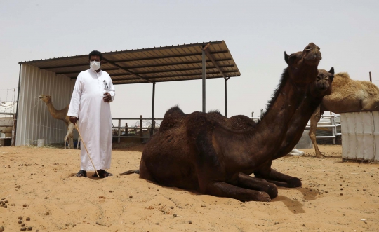 Menengok nasib pedagang unta di Arab pasca-merebaknya virus MERS