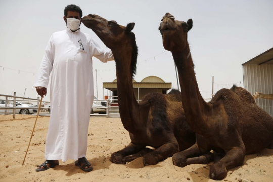 Menengok nasib pedagang unta di Arab pasca-merebaknya virus MERS