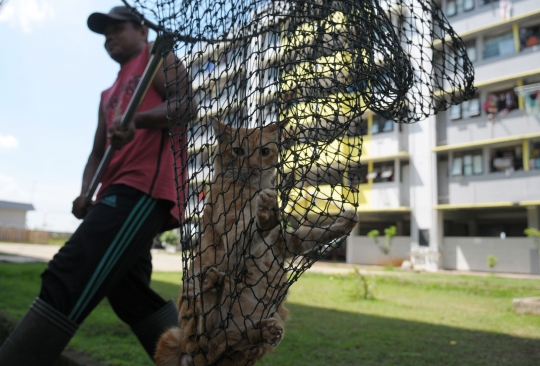 Cegah penularan rabies, kucing liar di Jakarta disterilisasi