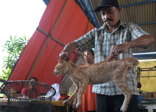 Cegah penularan rabies, kucing liar di Jakarta disterilisasi