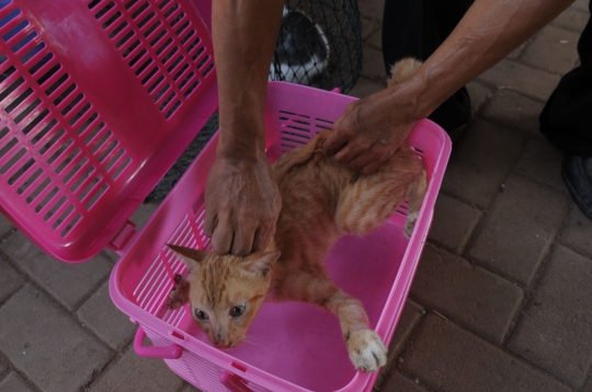Cegah penularan rabies, kucing liar di Jakarta disterilisasi