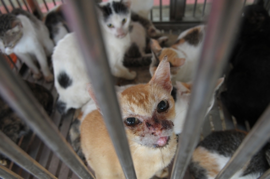 Cegah penularan rabies, kucing liar di Jakarta disterilisasi
