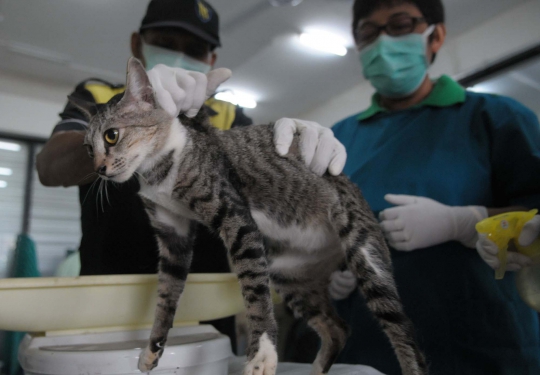 Mengintip operasi pemandulan kucing oleh Dinas Peternakan DKI