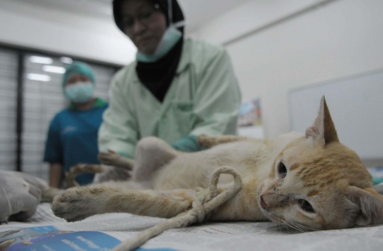 Mengintip operasi pemandulan kucing oleh Dinas Peternakan DKI
