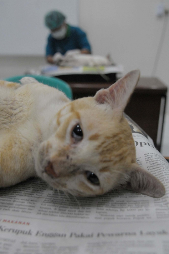 Mengintip operasi pemandulan kucing oleh Dinas Peternakan DKI