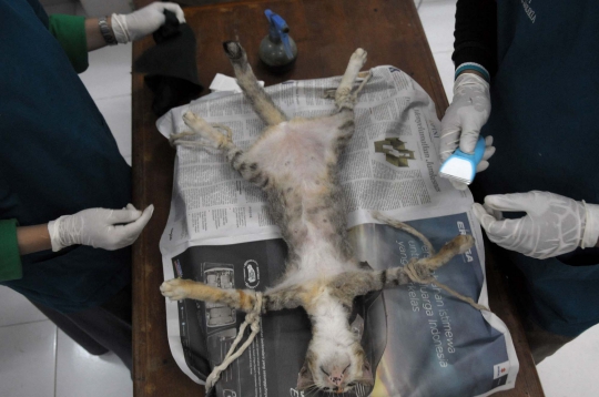 Mengintip operasi pemandulan kucing oleh Dinas Peternakan DKI