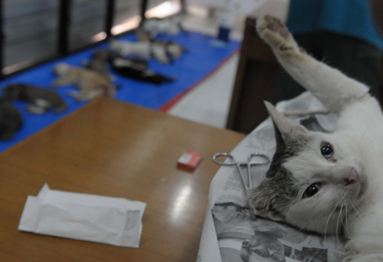 Mengintip operasi pemandulan kucing oleh Dinas Peternakan DKI