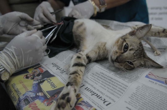 Mengintip operasi pemandulan kucing oleh Dinas Peternakan DKI