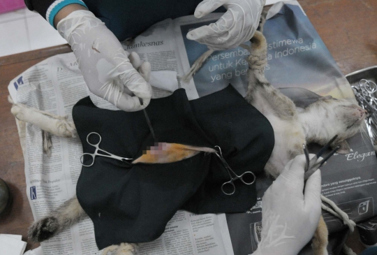 Mengintip operasi pemandulan kucing oleh Dinas Peternakan DKI