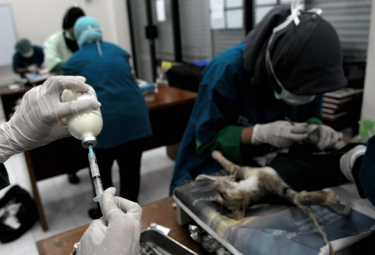 Mengintip operasi pemandulan kucing oleh Dinas Peternakan DKI