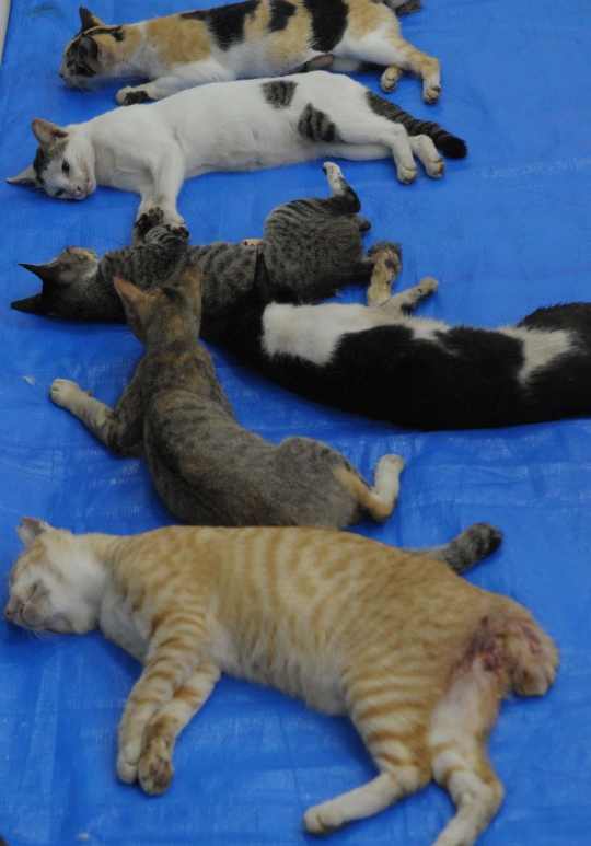 Mengintip operasi pemandulan kucing oleh Dinas Peternakan DKI