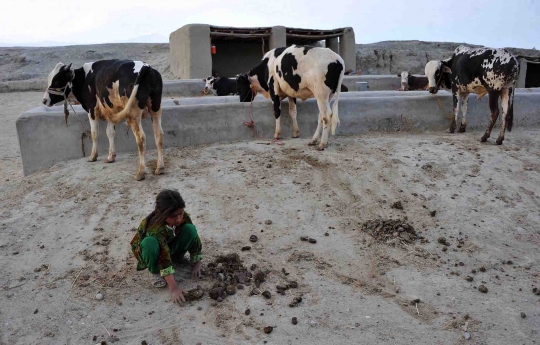 Kisah bocah pemungut kotoran sapi di Afghanistan