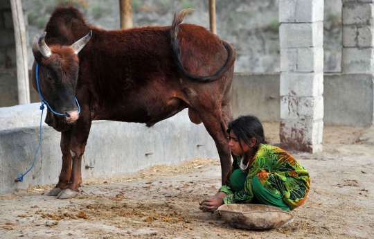 Kisah bocah pemungut kotoran sapi di Afghanistan