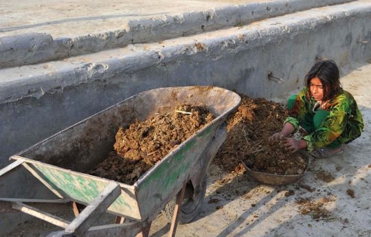 Kisah bocah pemungut kotoran sapi di Afghanistan