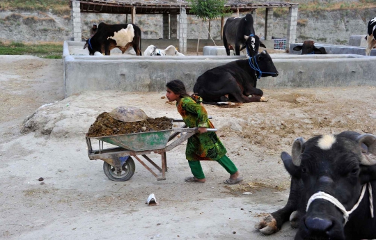 Kisah bocah pemungut kotoran sapi di Afghanistan