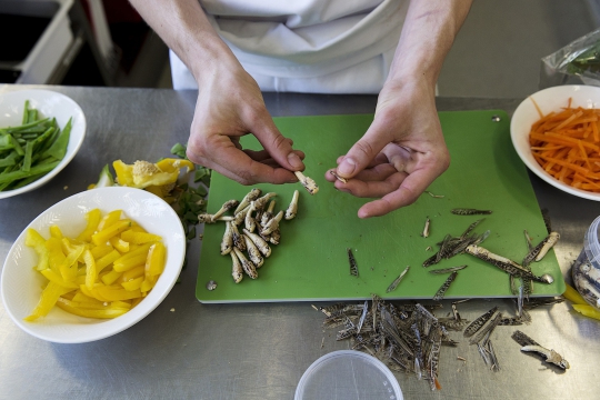 Mahasiswa Belanda buat hidangan ekstrem dari serangga