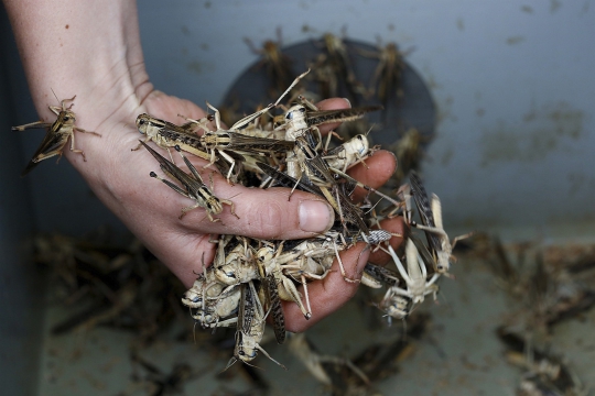 Mahasiswa Belanda buat hidangan ekstrem dari serangga
