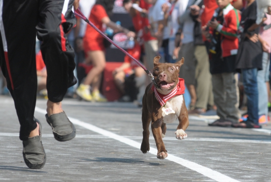 Lomba lari dengan anjing di Alpo Dog Run