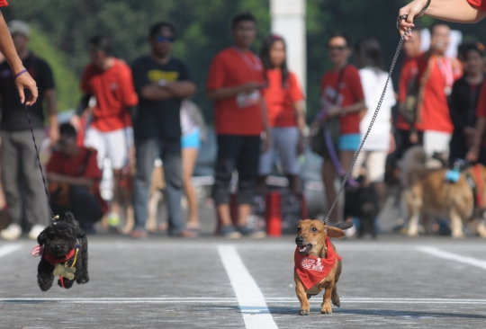 Lomba lari dengan anjing di Alpo Dog Run