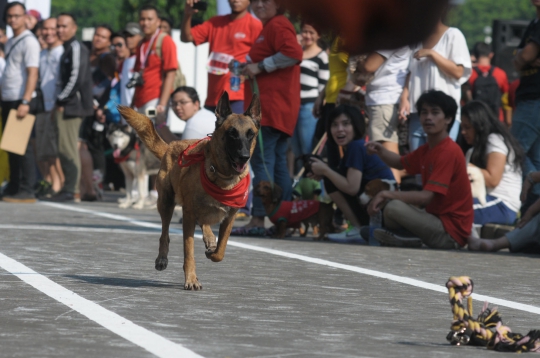 Lomba lari dengan anjing di Alpo Dog Run