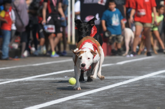 Lomba lari dengan anjing di Alpo Dog Run