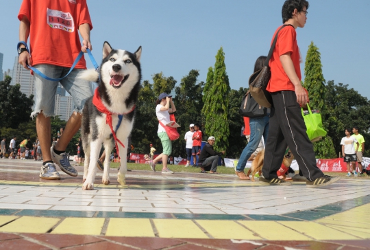 Lomba lari dengan anjing di Alpo Dog Run