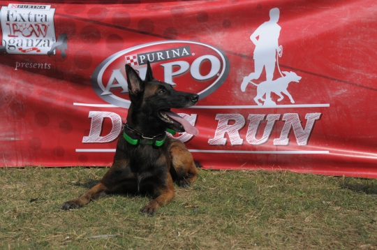 Lomba lari dengan anjing di Alpo Dog Run