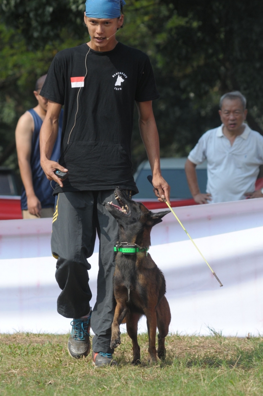 Lomba lari dengan anjing di Alpo Dog Run