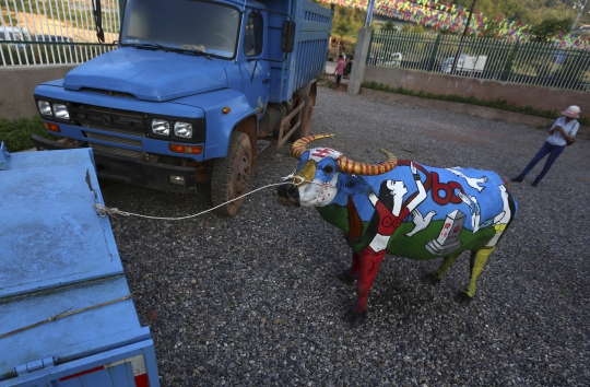 Uniknya kompetisi body painting kerbau di China