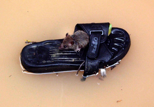 Potret unik ketika para binatang terkepung banjir